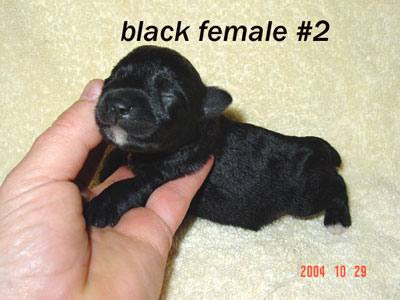 Schnoodle