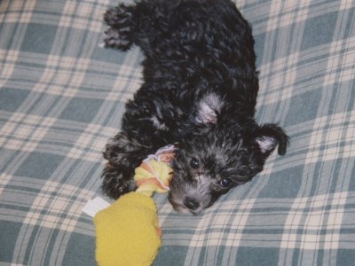 poodle